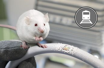 En rotte som spiser på en ubeskyttet kabel