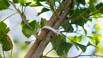 Applikasjonsbilde av biologisk nedbrytbare strips som brukes til å midlertidig feste trær