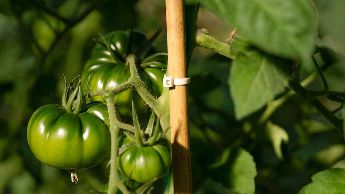 Et hvitt biologisk nedbrytbart strips som er festet til en tomatplante.